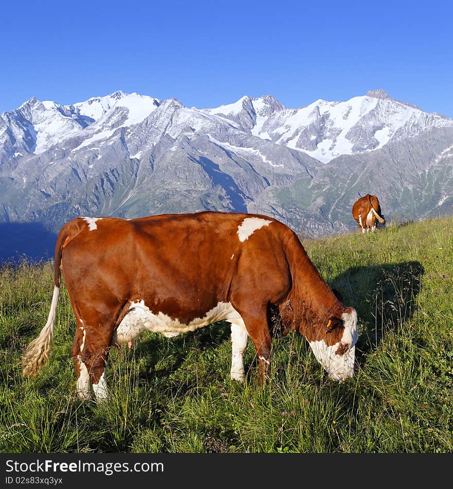 Mountain cow