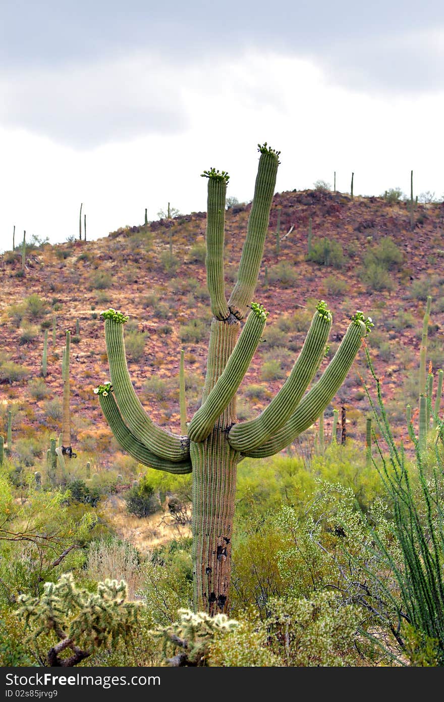 Saguaro National Park, USA