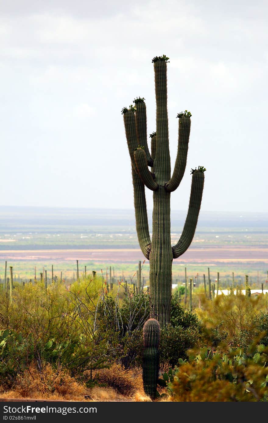 Stock image of Saguaro National Park, USA