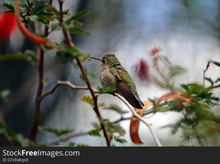 Humming Bird