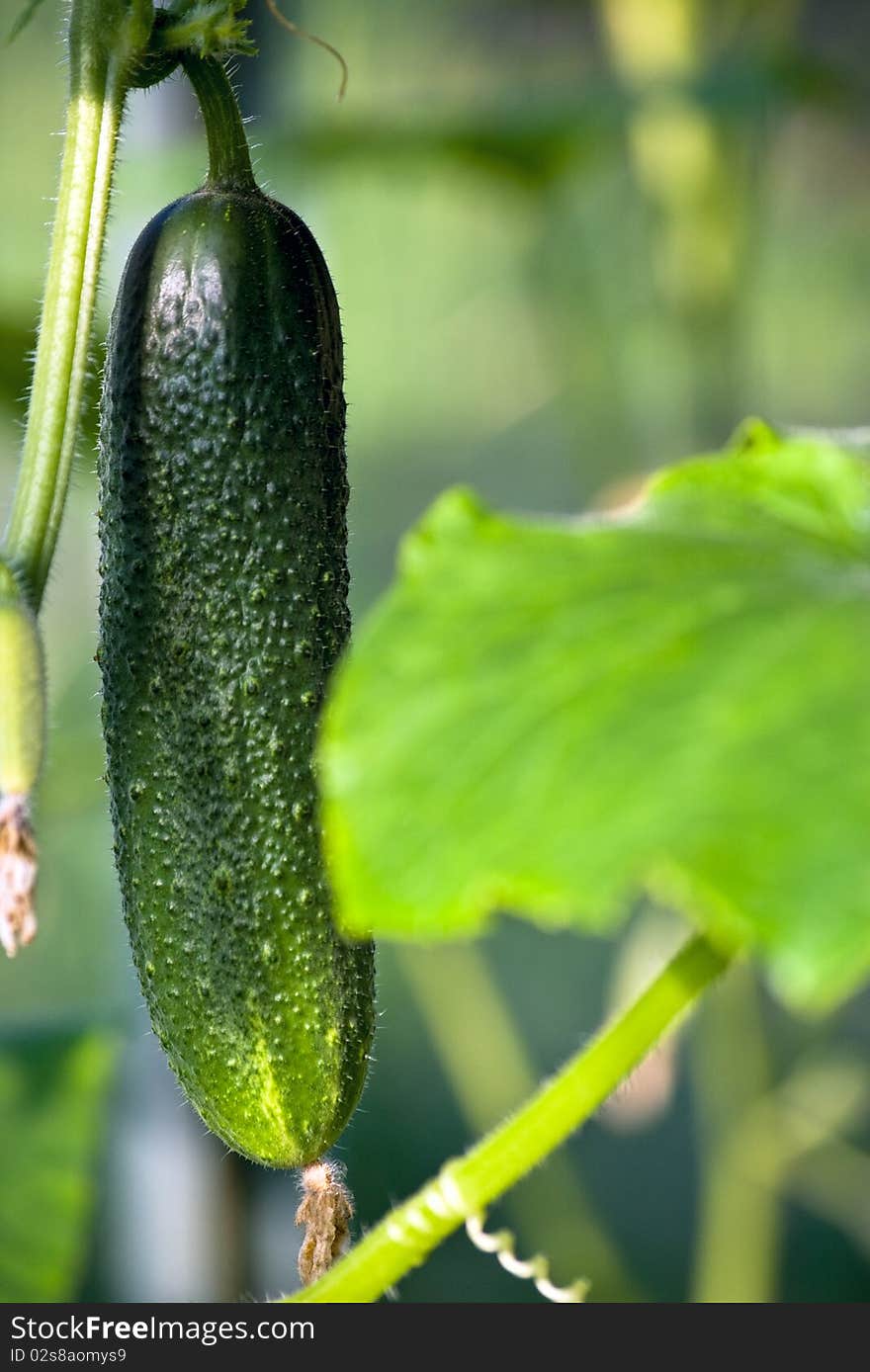 Fresh green cucumber