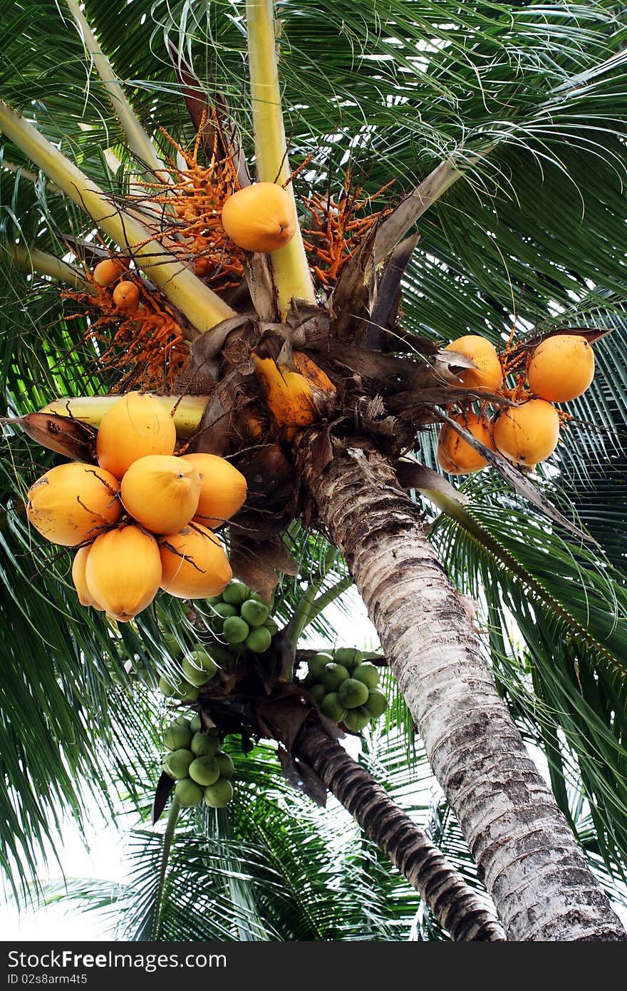 Coconuts (Cocos nucifera) Plantation in the Tropics. Coconuts (Cocos nucifera) Plantation in the Tropics