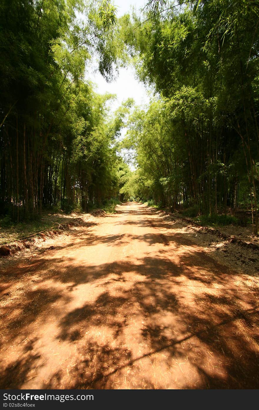 Dirt road in among of bamboo. Dirt road in among of bamboo