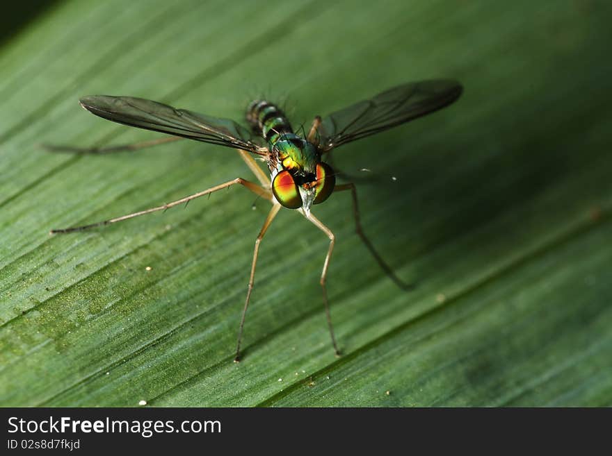 High Angle View of A Long Legged Fly (Genus: Condylostylus). High Angle View of A Long Legged Fly (Genus: Condylostylus)