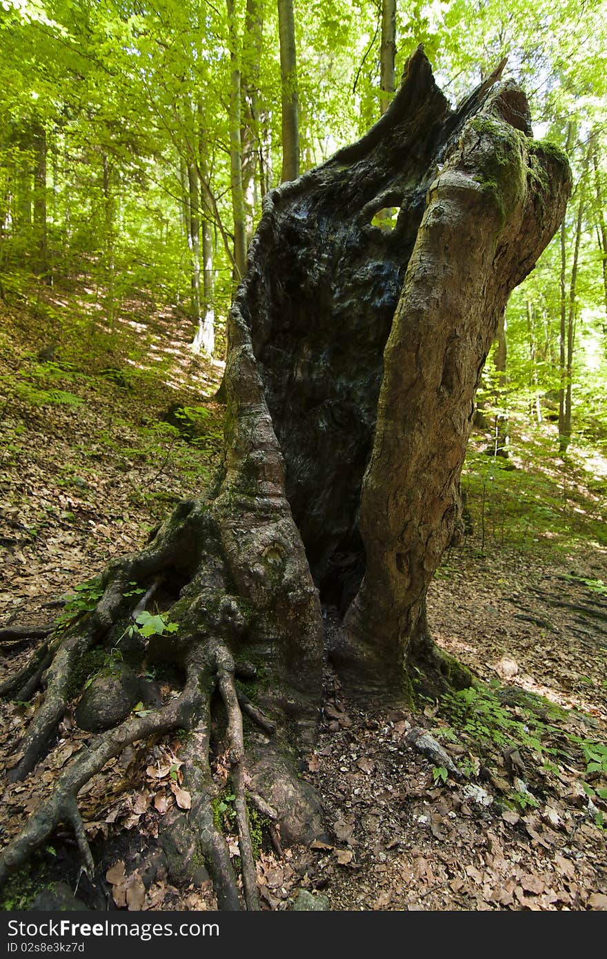 Old hollow trunk, in forest