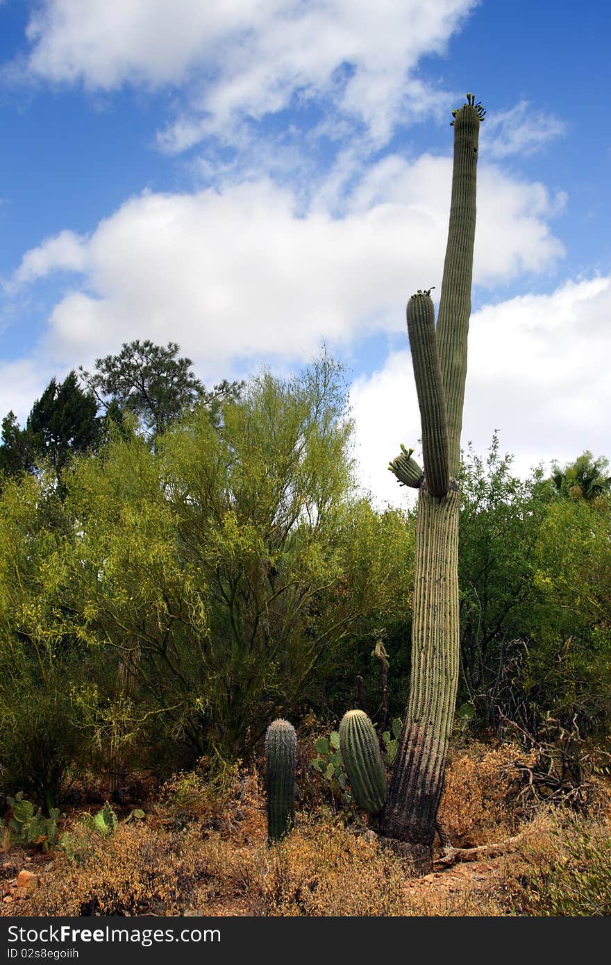 Saguaro National Park, USA