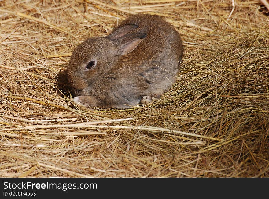 A brown rabbit in hay