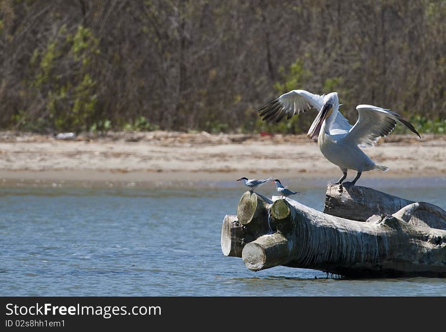 Dalmatian Pelican on a log