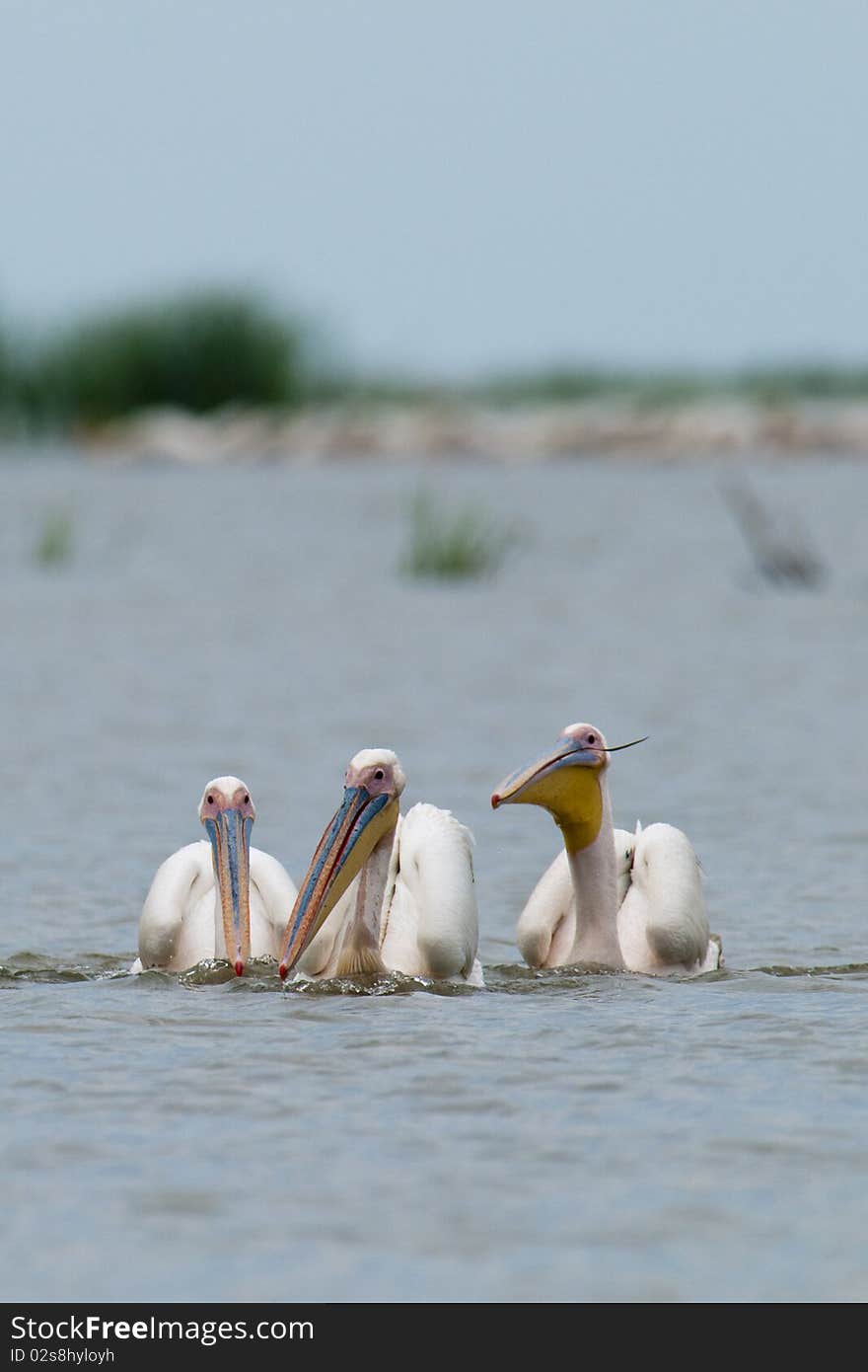 Three White Pelicans