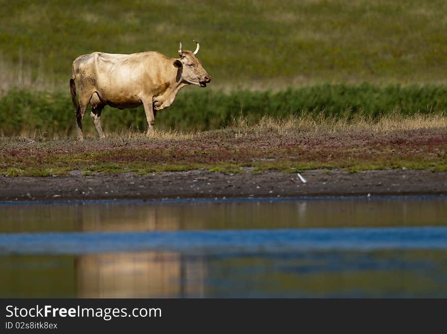 Cow Grazing near Lake