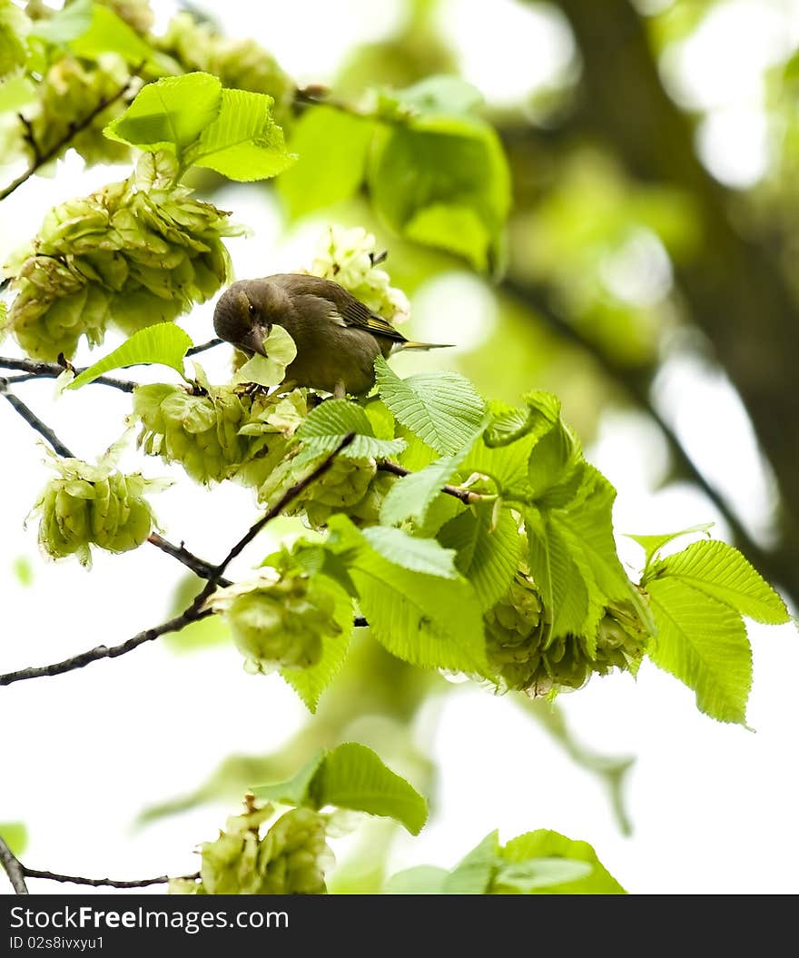 European greenfinch on a branch. European greenfinch on a branch