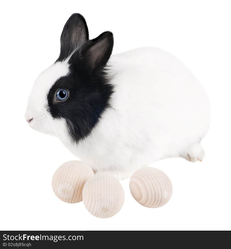 Rabbit with easter eggs isolated on white background