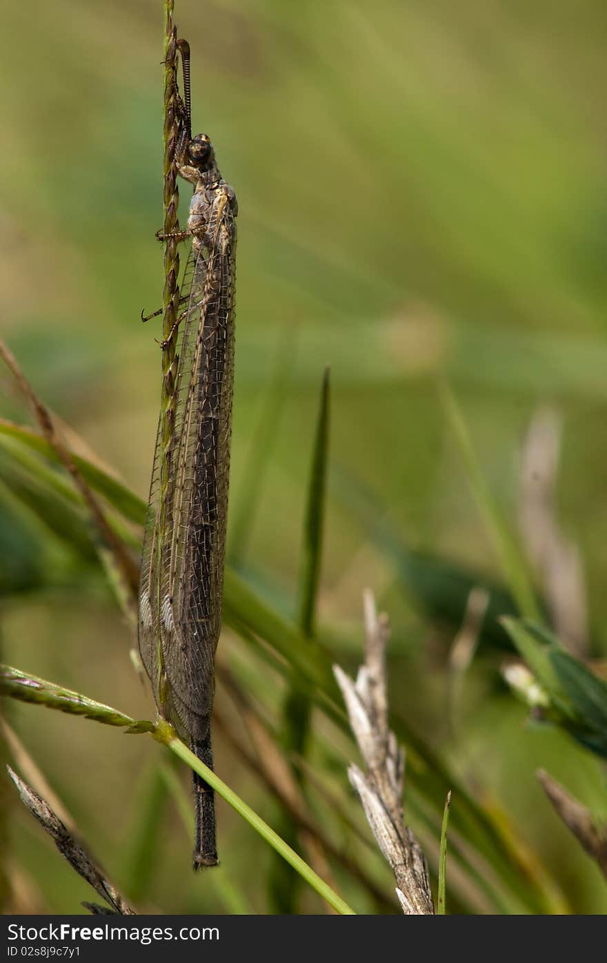 Antlion on a grass