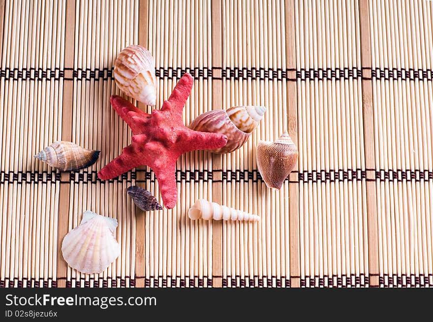 Sea shells on wooden background