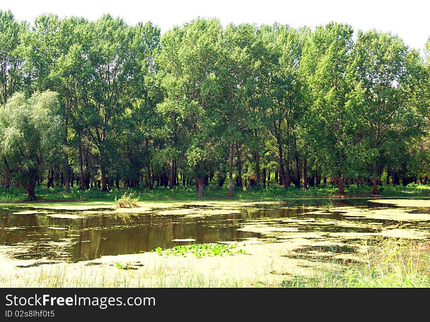 Flooded forest in danube delta