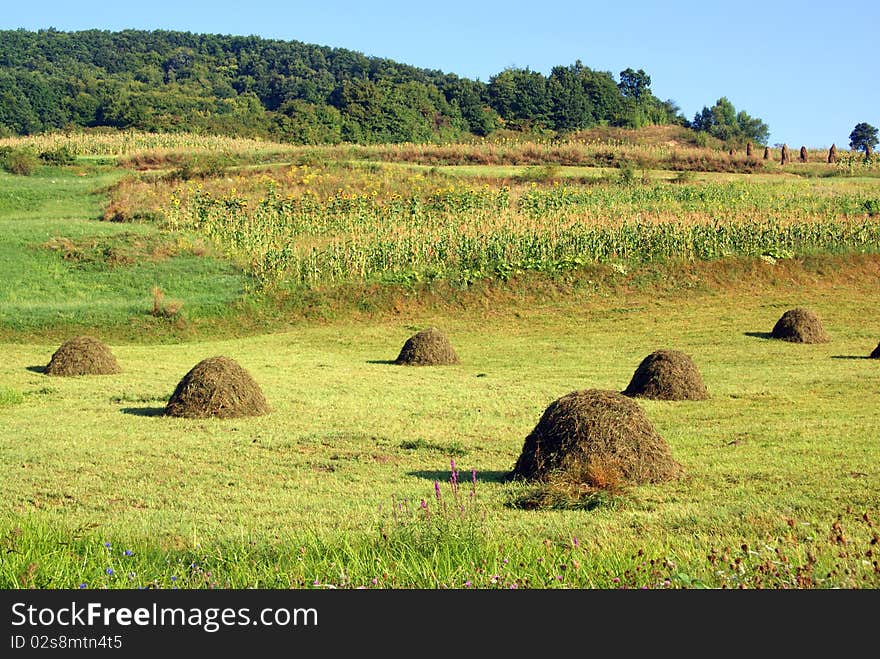 Private agricultural terrain: haycock, grass, corn orchard and forest