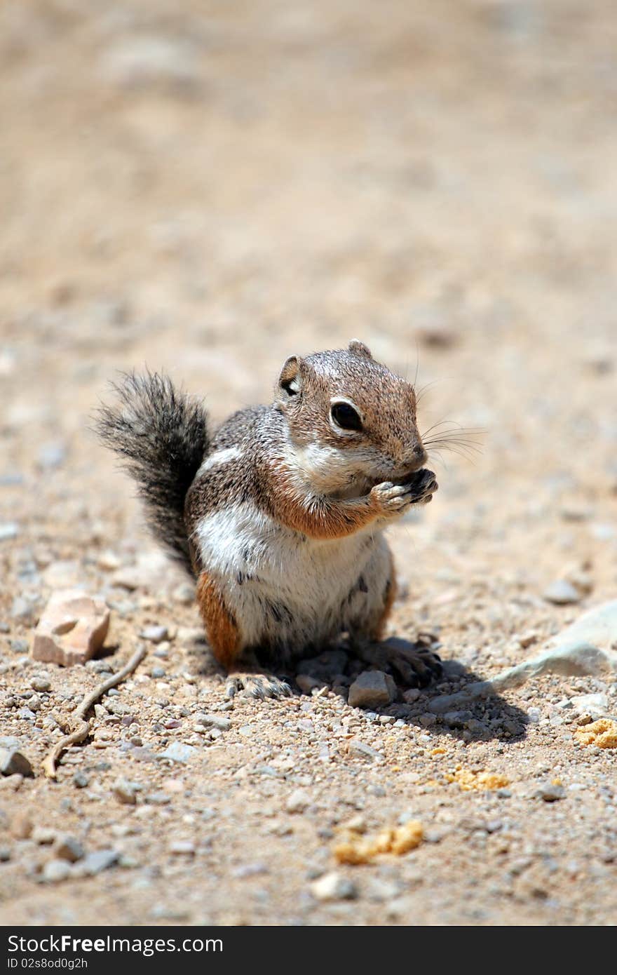 Stock image of a chipmunk