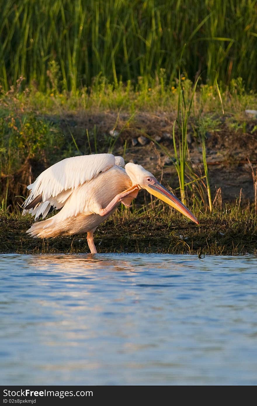 White Pelican Scratching