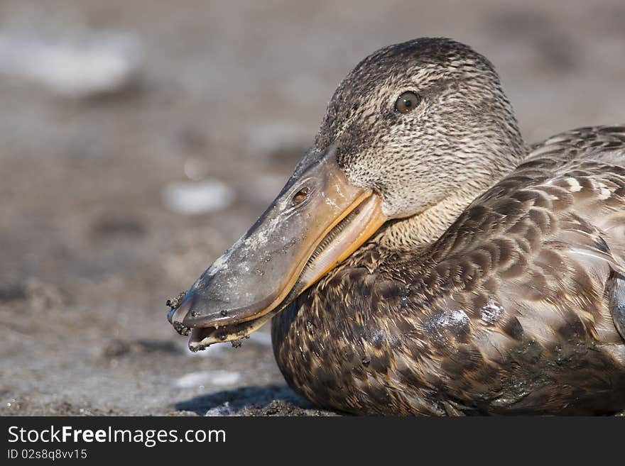 Northern Shoveler Portrait