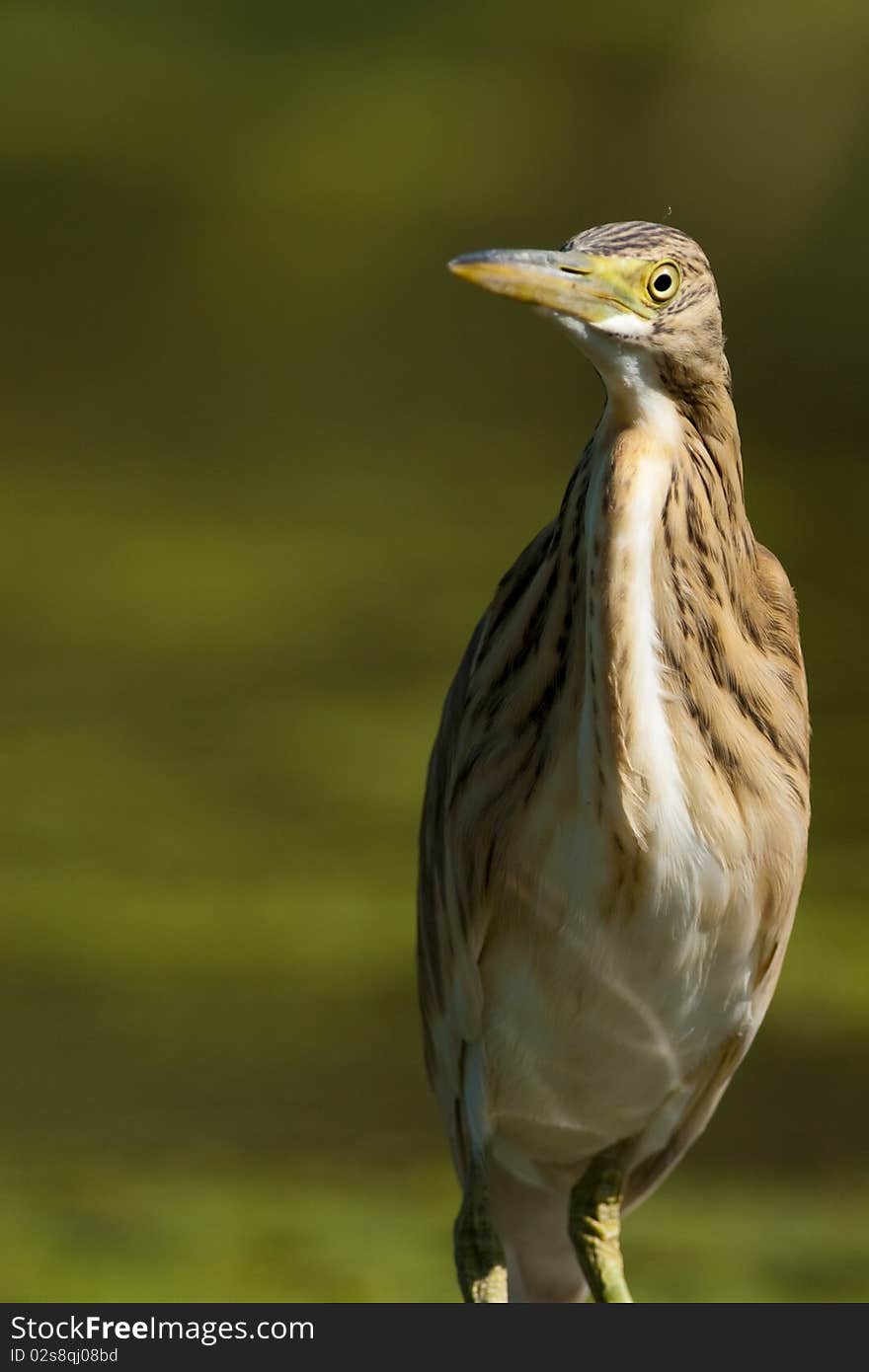 Silky Heron Portrait