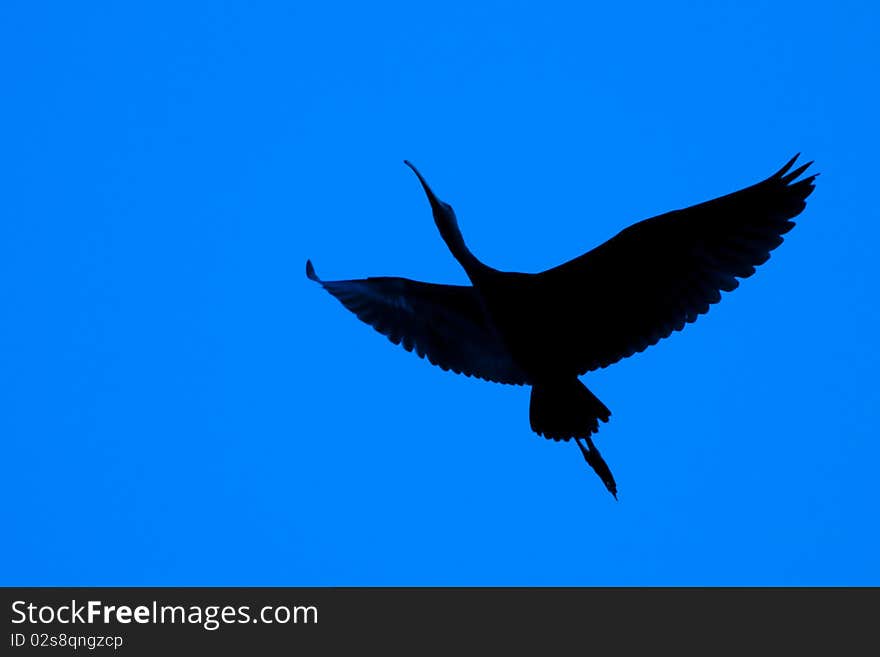 Glossy Ibis Silhouette in flight