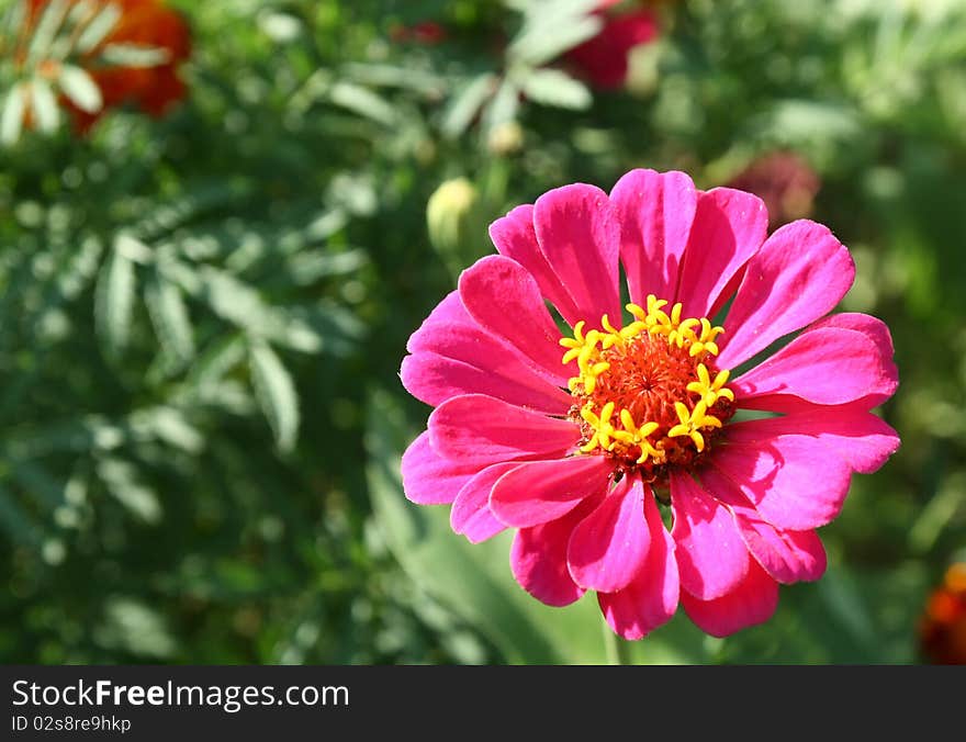 Blossom Flower