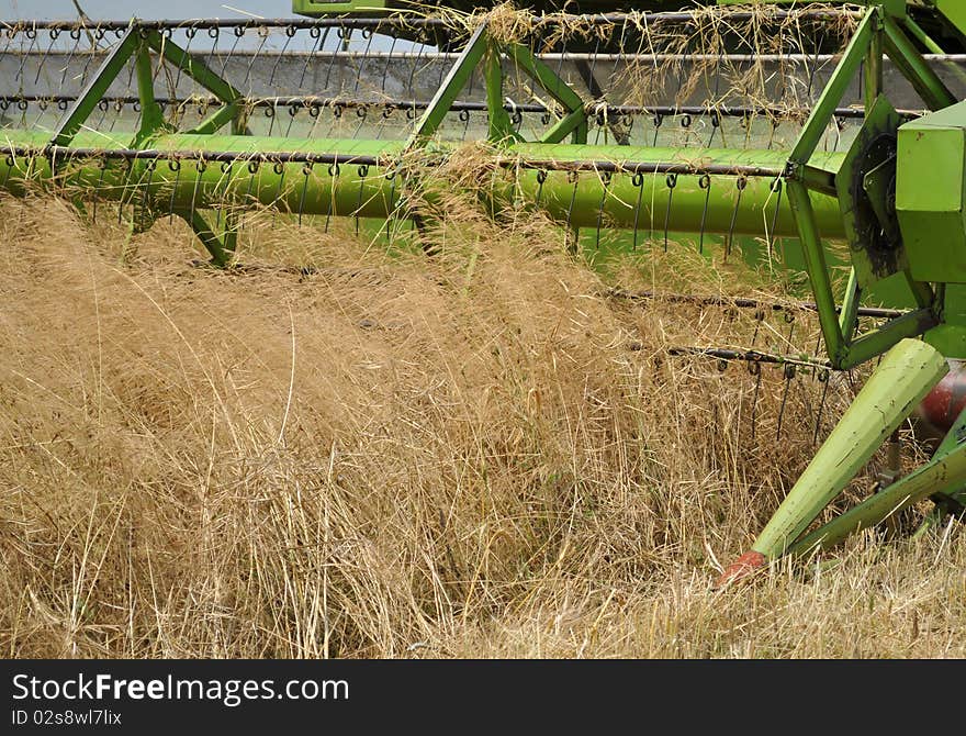 Rape Harvest