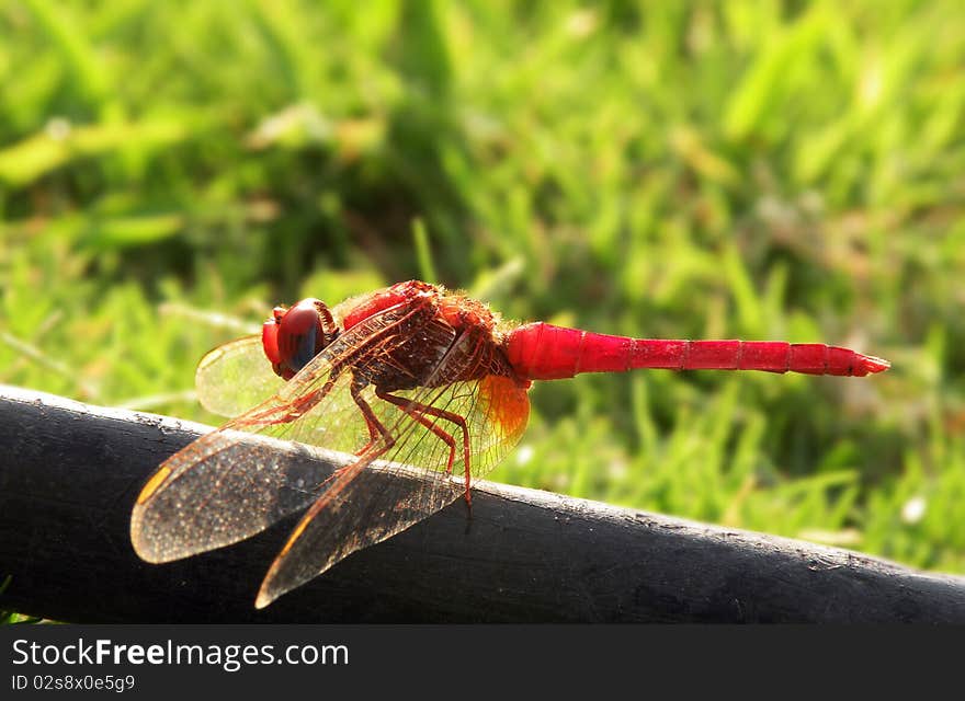 Dragonfly close up on the leaf..