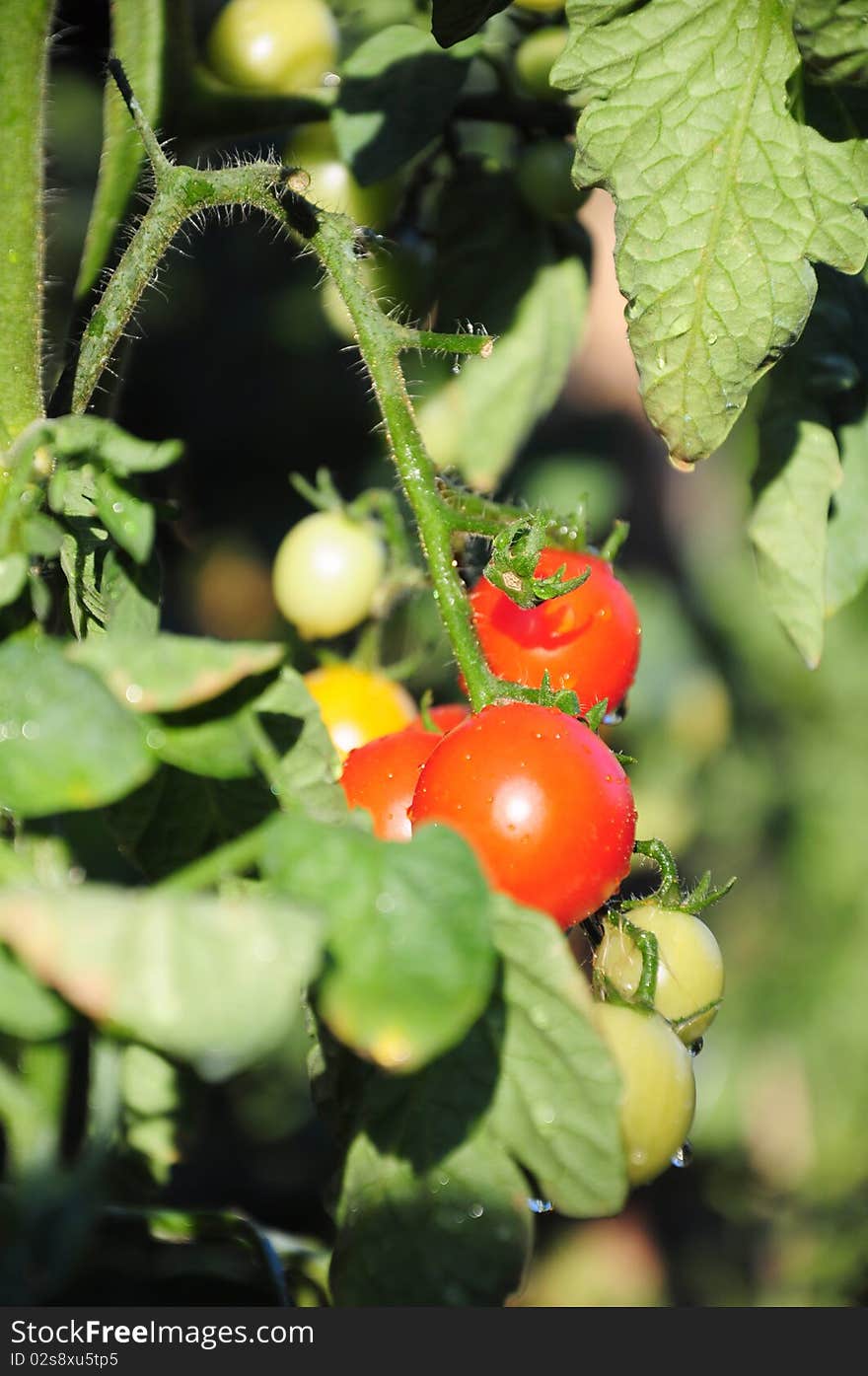 Miniature red tomatoes on the plant