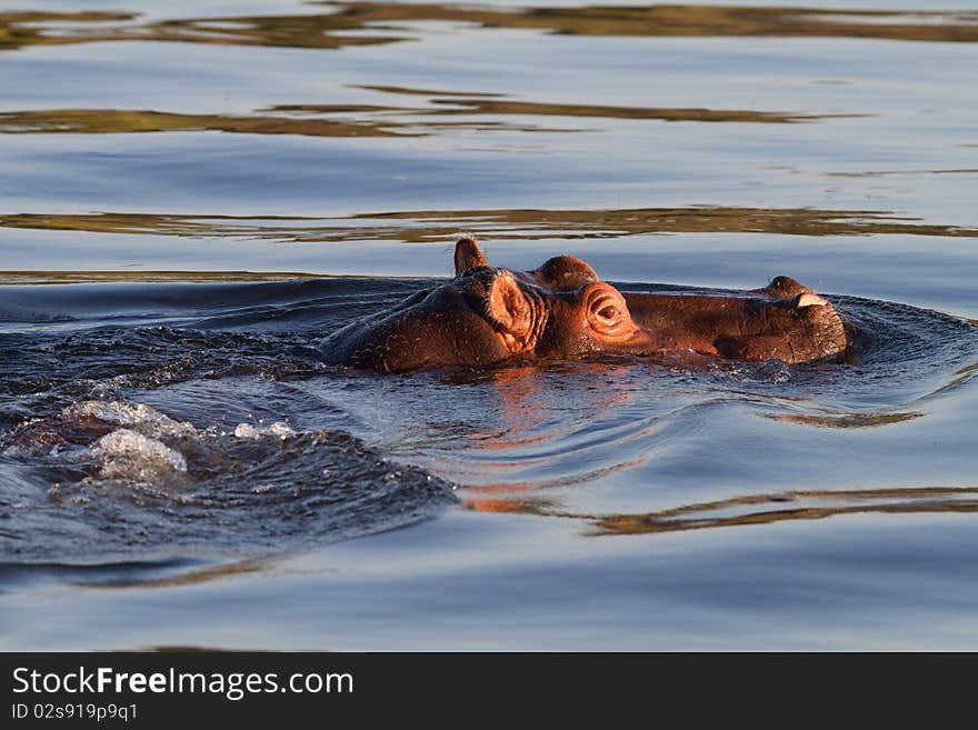 Hippopotamus in the water in africa