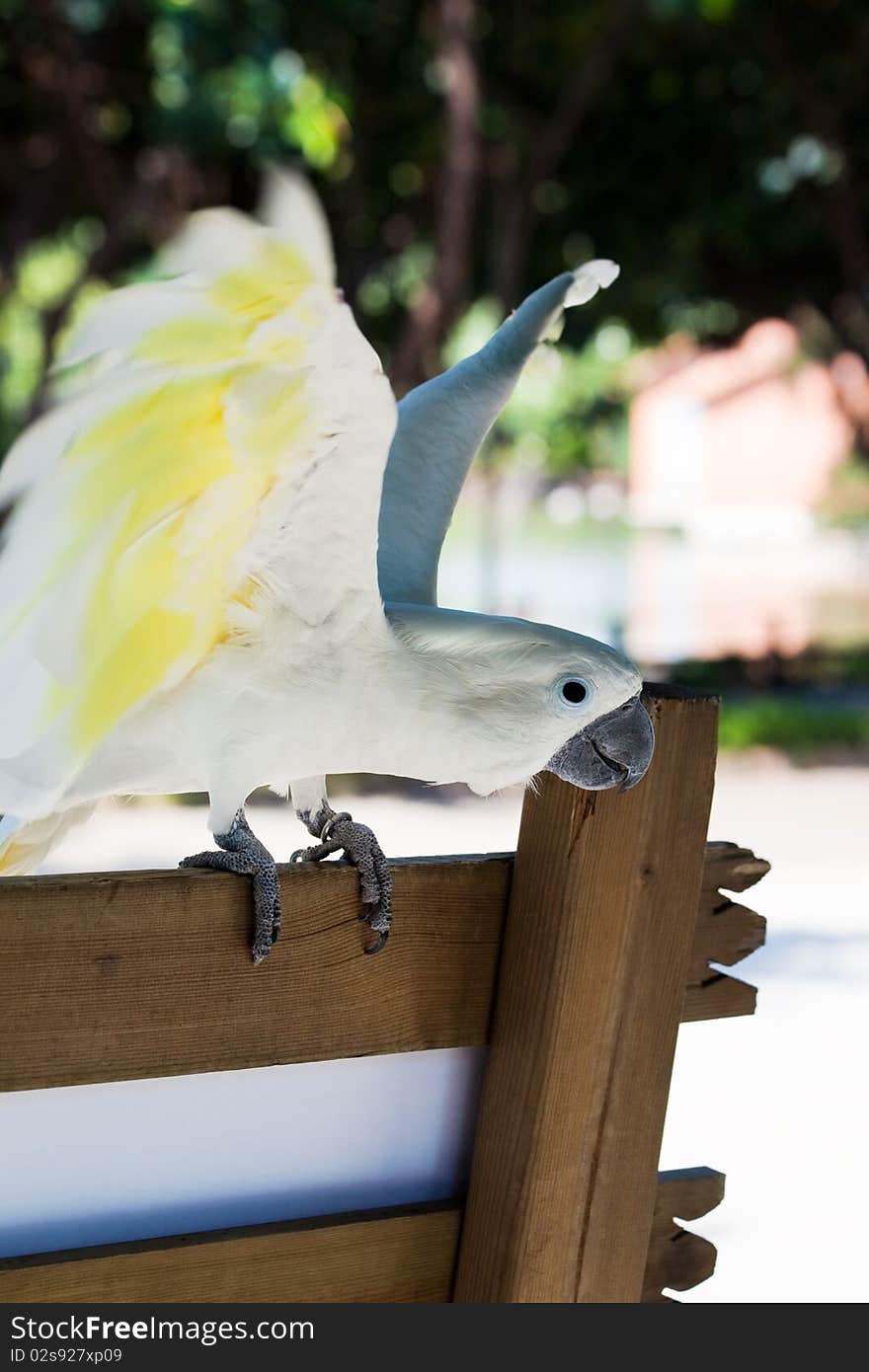 Beautiful white parrot on a park bench