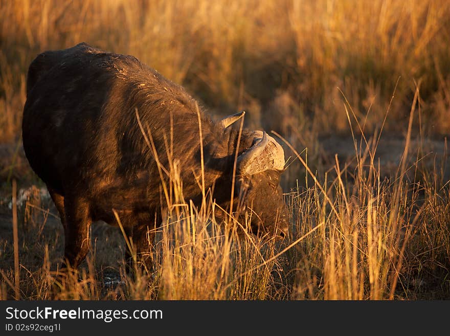 Hippopotamus in the water in africa