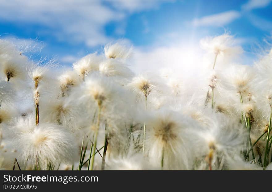 Several whites fluffes on green field