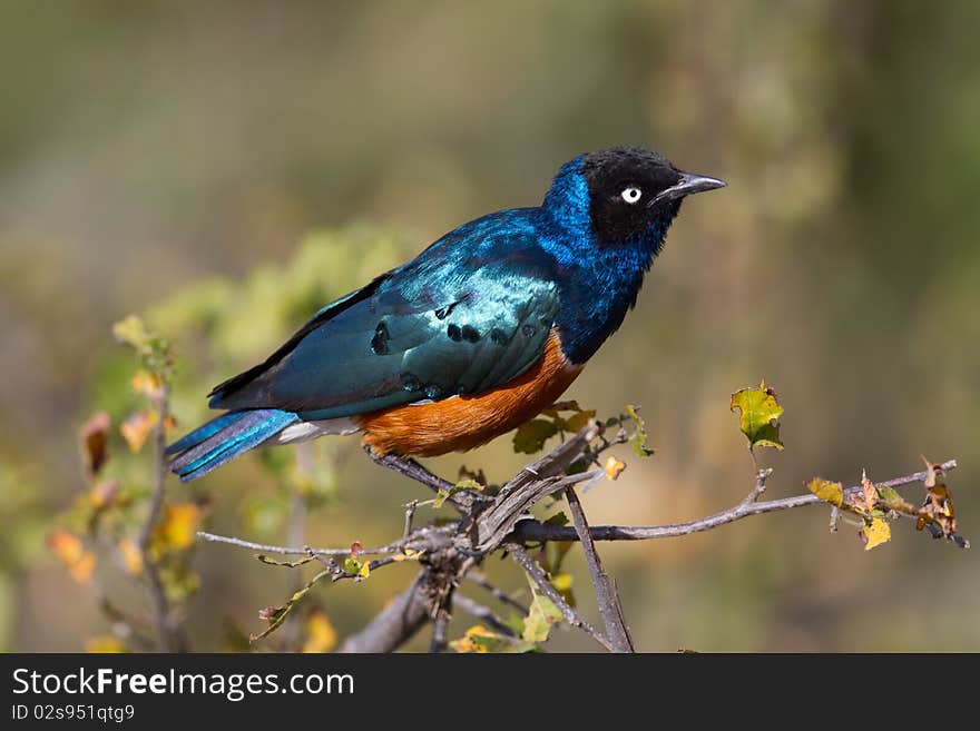 Superb starling - Lamprotornis in Africa