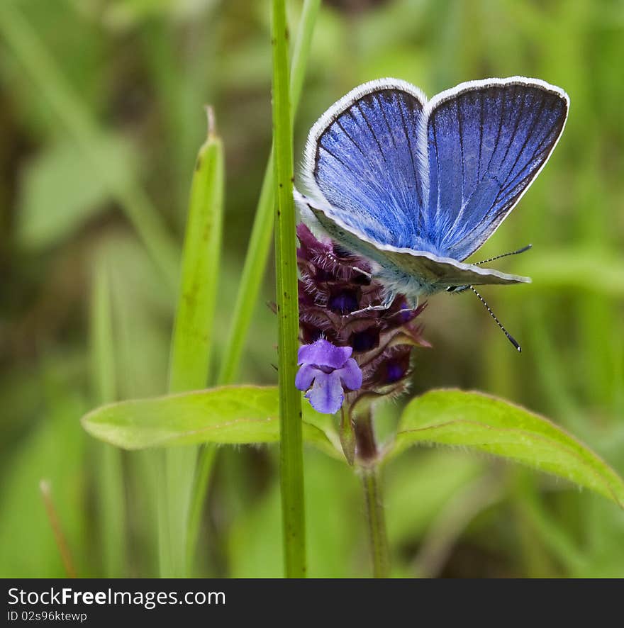 The blue butterfly on a flower