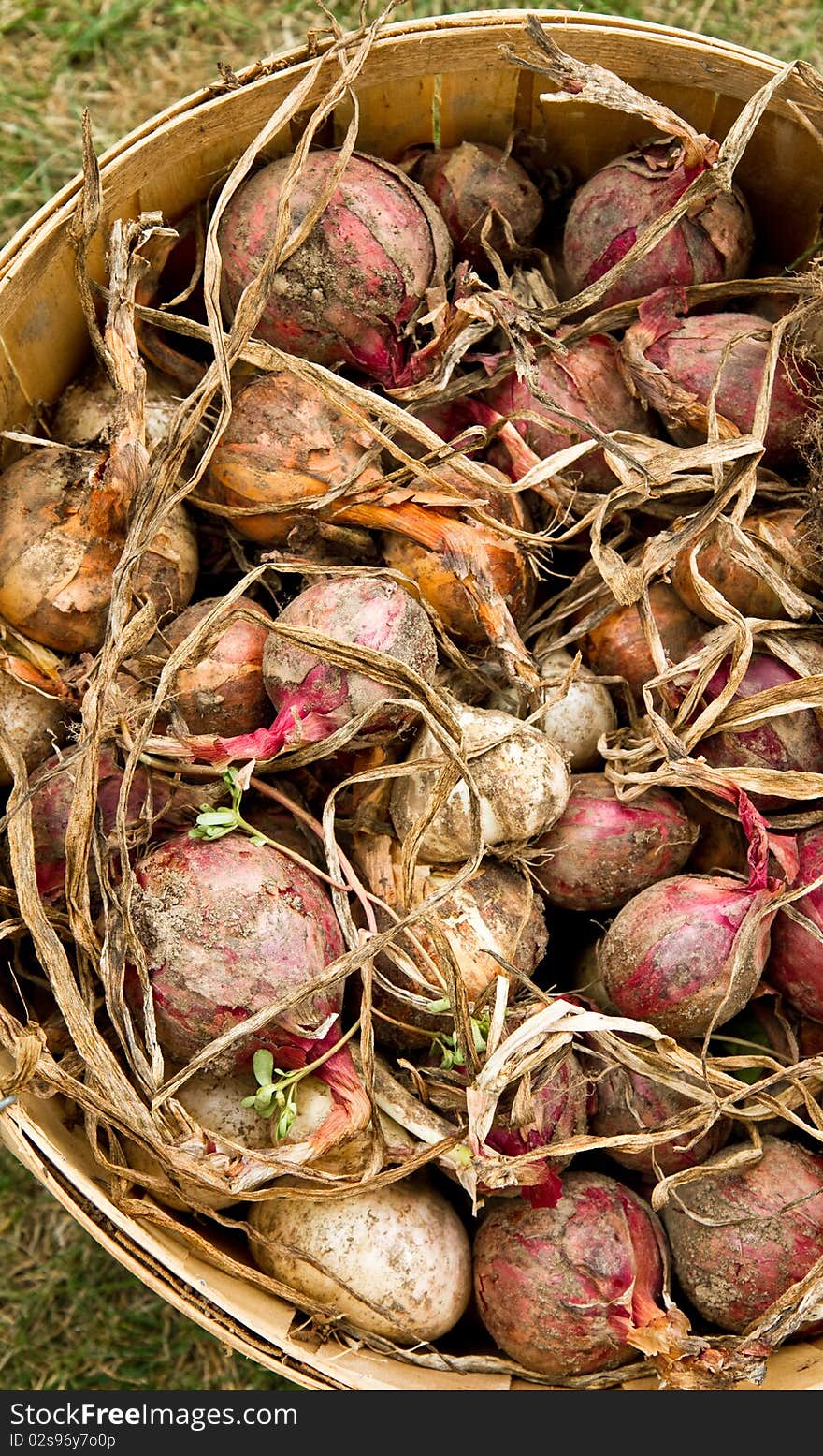 Basket Of Onions