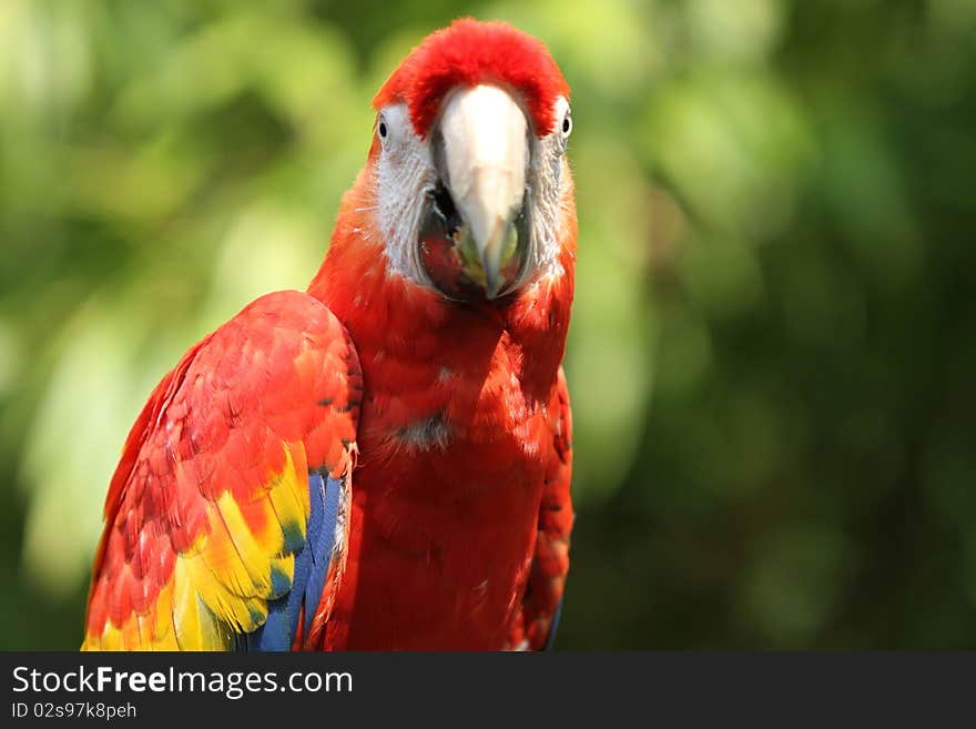 Macaw Front