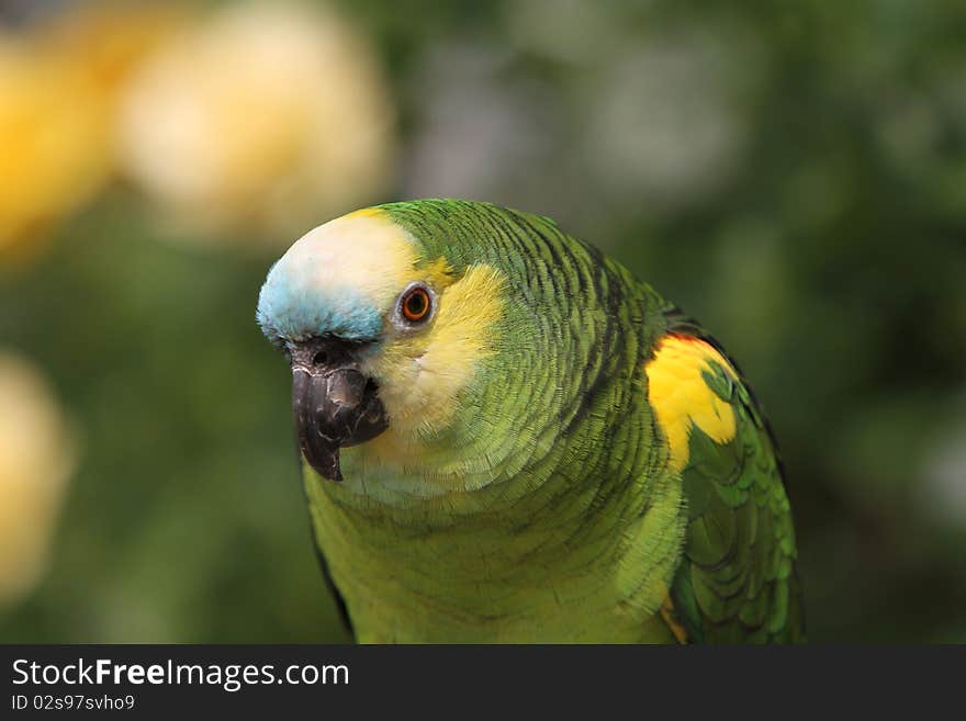 African Parrot