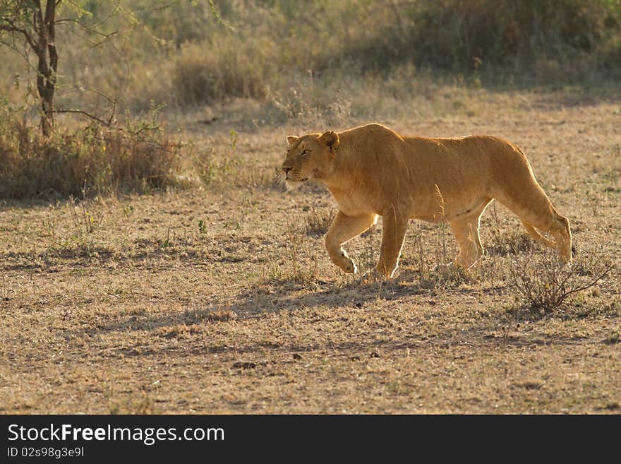 Free african lion in serengeti africa. Free african lion in serengeti africa