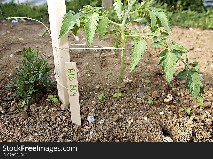 Big Boy Tomato plant in garden with stick describing the plant next to it