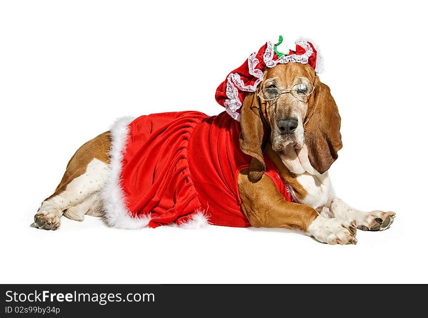 Basset Hound Dog Wearing a Mrs Santa Claus Outfit