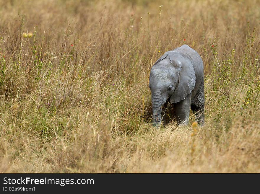 African Elephant in free nature. African Elephant in free nature