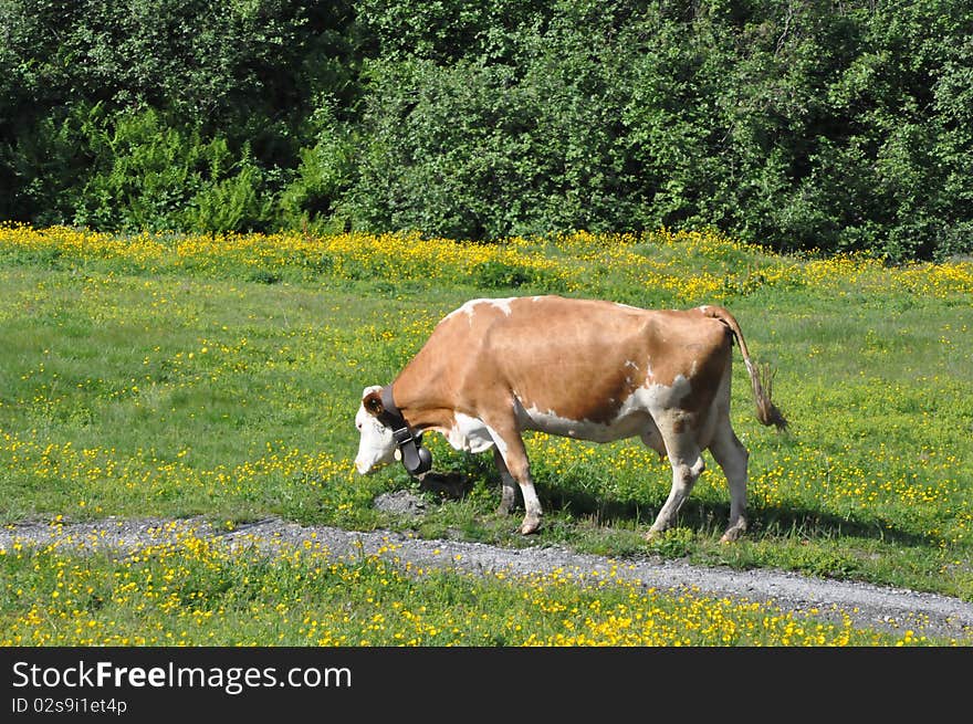 Cow In Switzerland