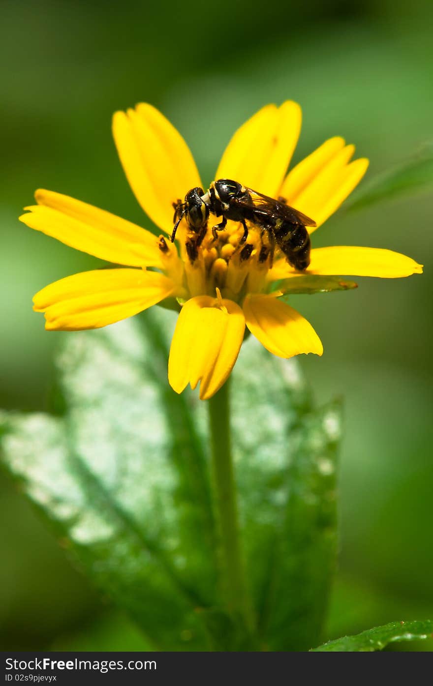 Portrait of Wasp Pollinating Yellow Gerbera Daisy