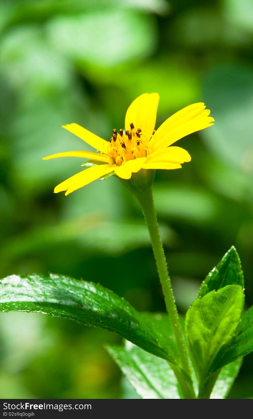 Portrait of Yellow Gerbera Daisy