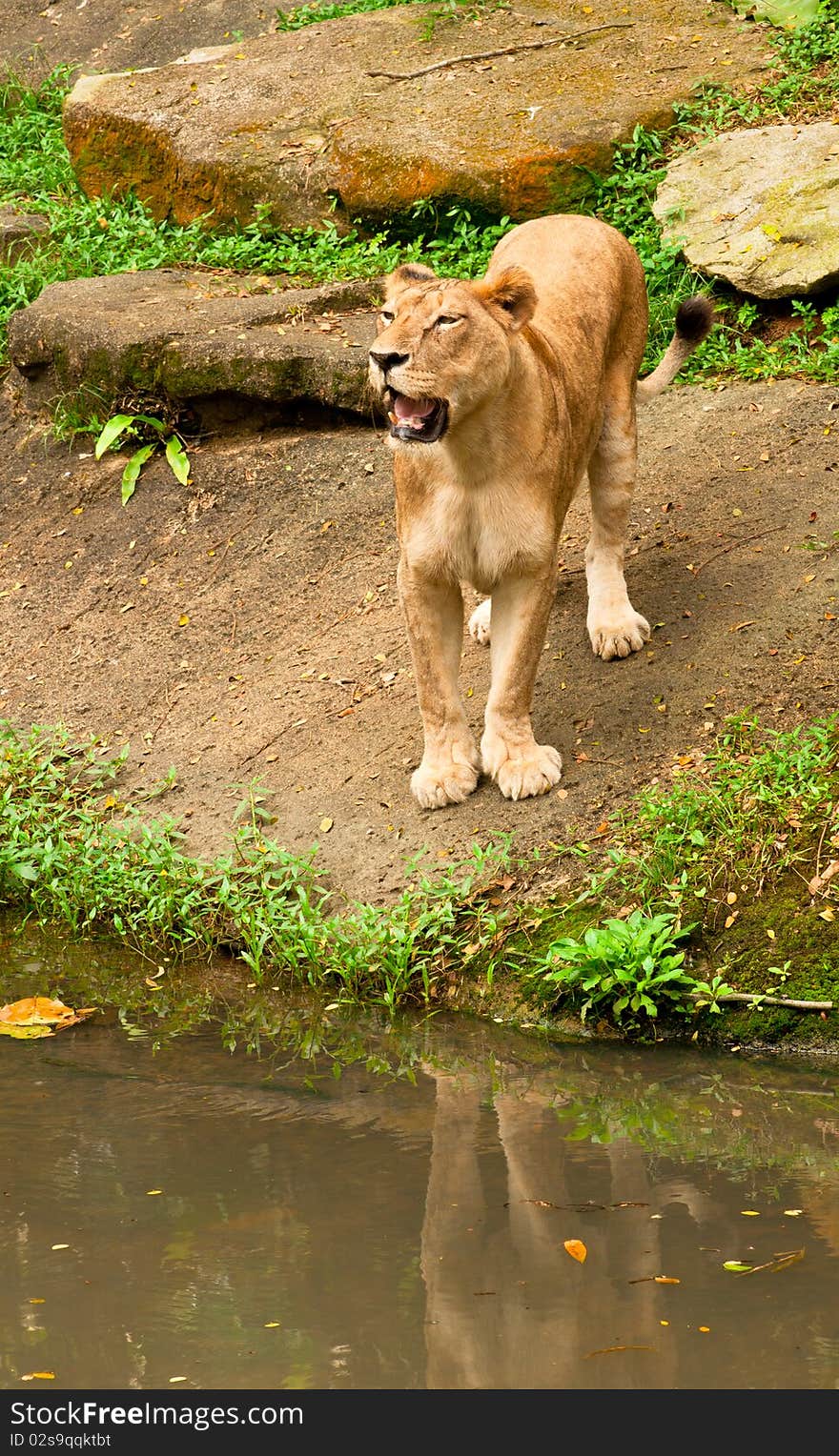 The Lioness on the Edge of River Bank. The Lioness on the Edge of River Bank