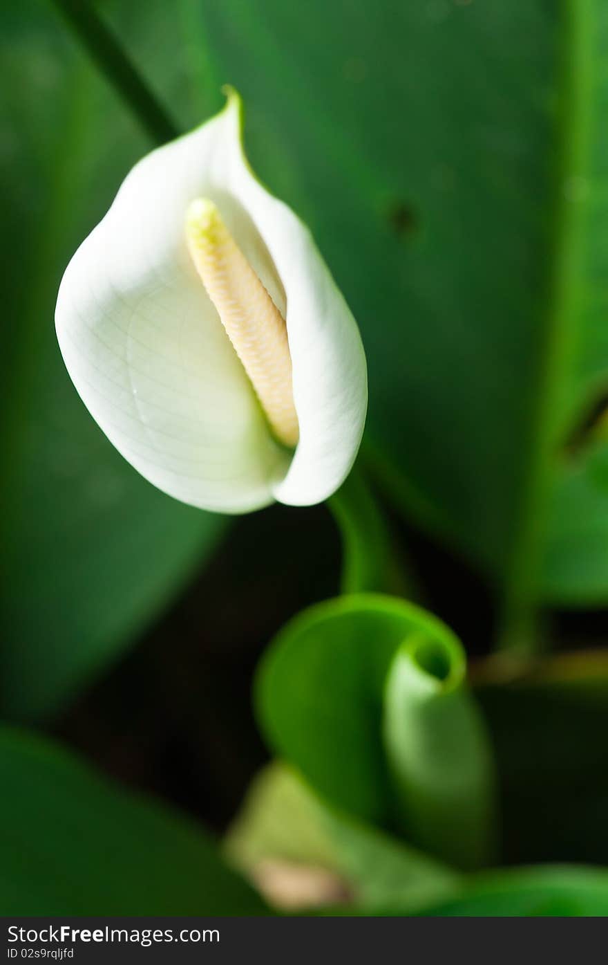 The Curl Leaf and Blossom of Calla Lily. The Curl Leaf and Blossom of Calla Lily