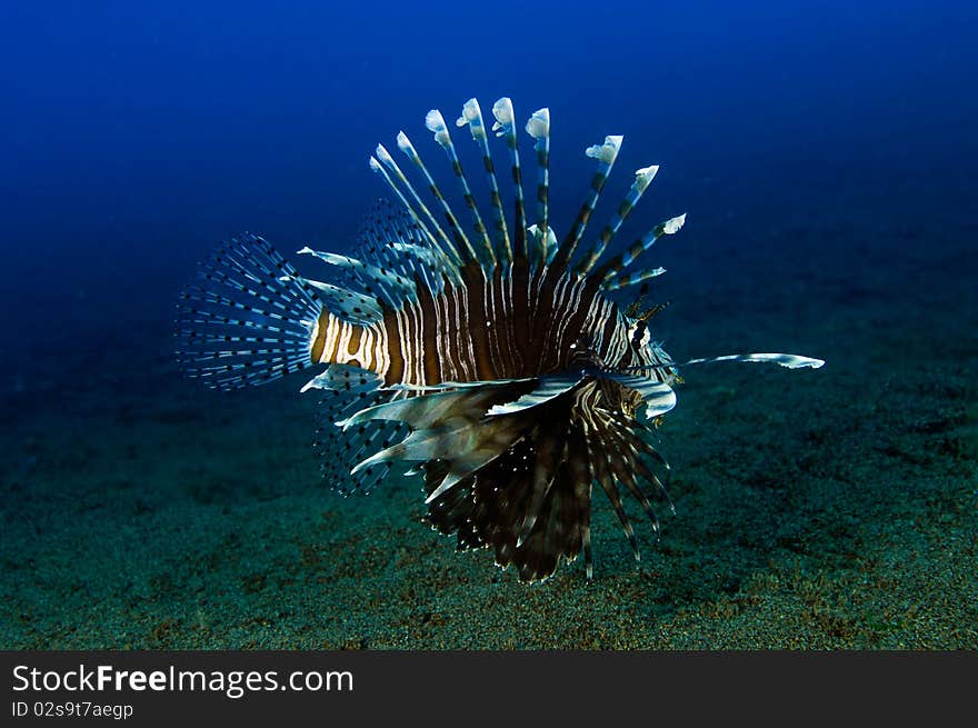 Lionfish over black sand at the Philippines. Lionfish over black sand at the Philippines