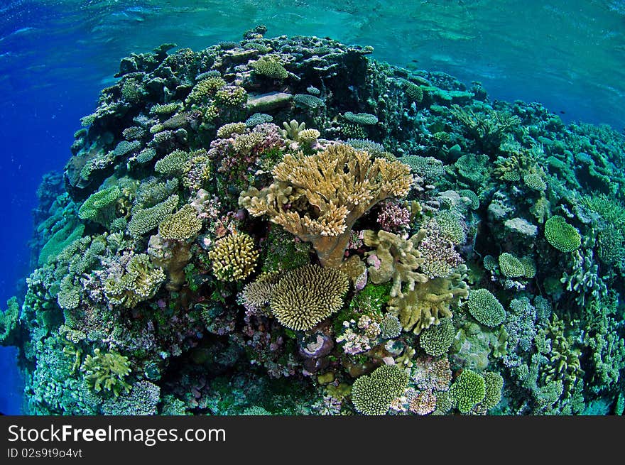 Wide angle view of a coral reef at the Marshall Islands