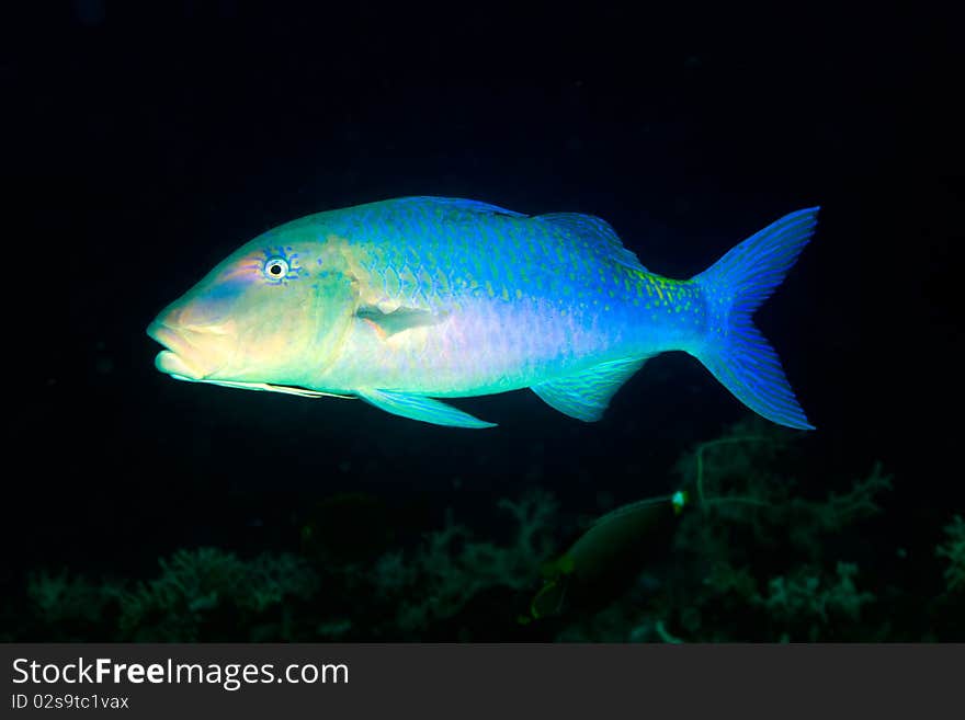 Goatfish photographed at Johnston Atoll